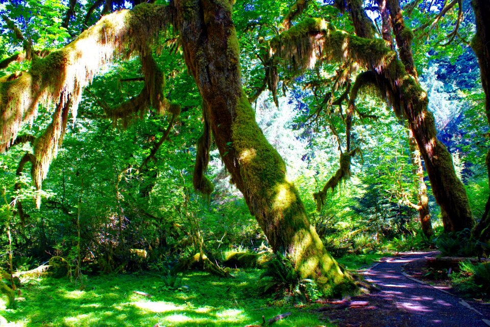 Hoh rain forest forks washington
