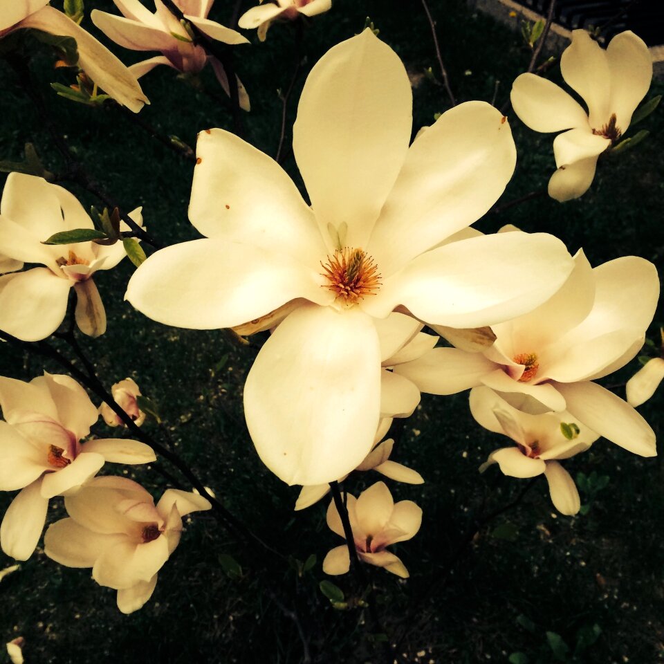 Spring flower blooms