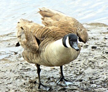 Wild bird spring