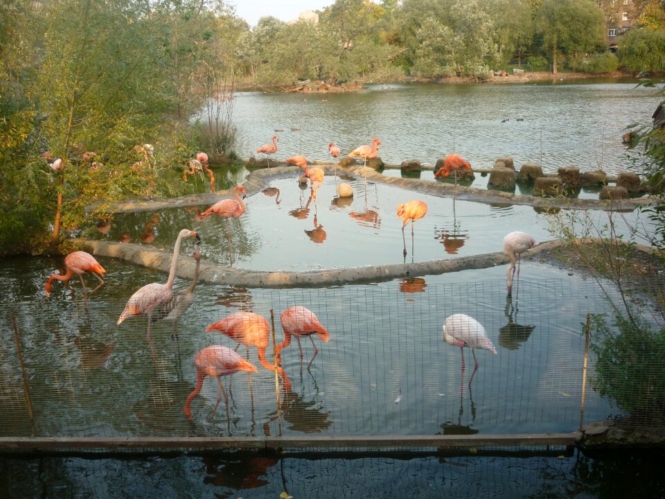 Pink flamingo nature animals