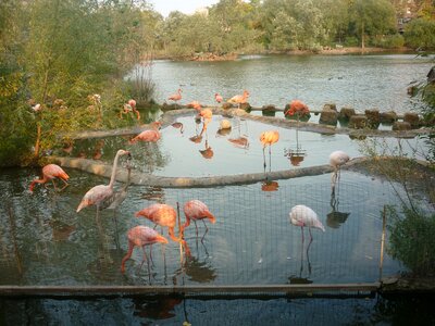 Pink flamingo nature animals