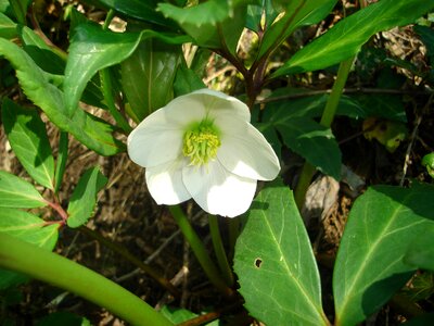 Nature white lombardy