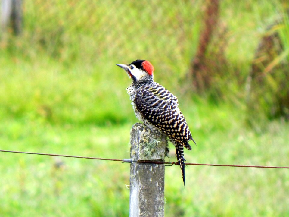 Woodpecker piratini rio grande do sul