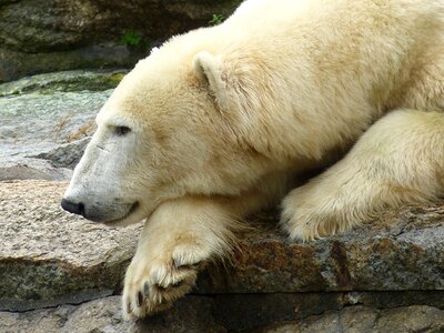 Polar bear predator kind mammal photo