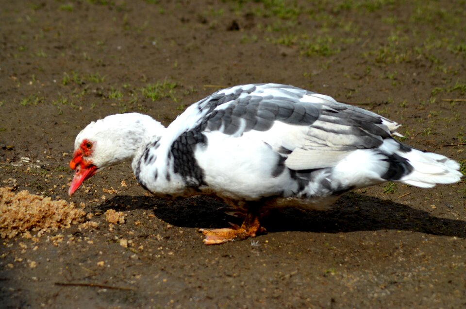 Wild winter water bird