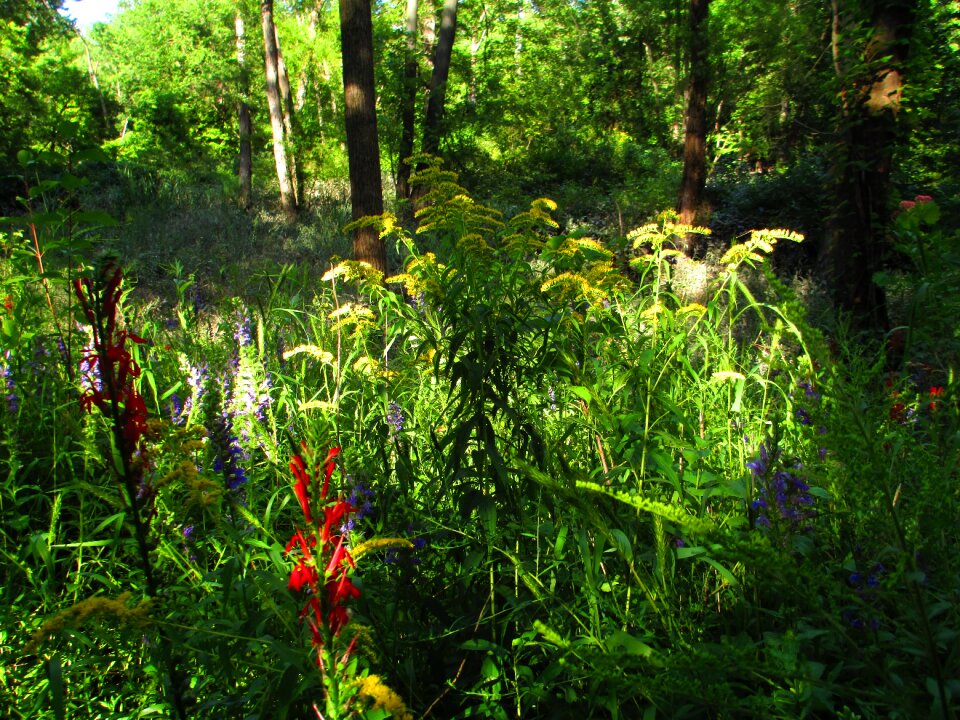 Tall grass colorful light