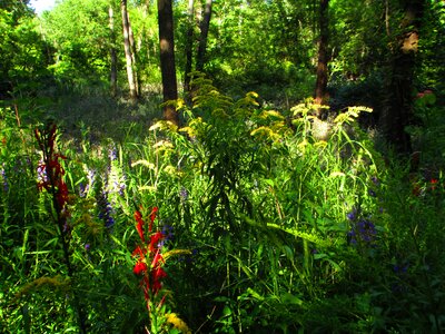 Tall grass colorful light photo