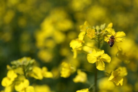 Flowers yellow flowers and bees photo