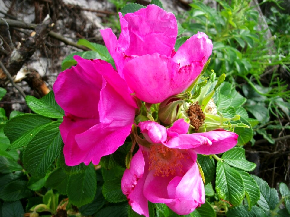 Blossom bloom spring