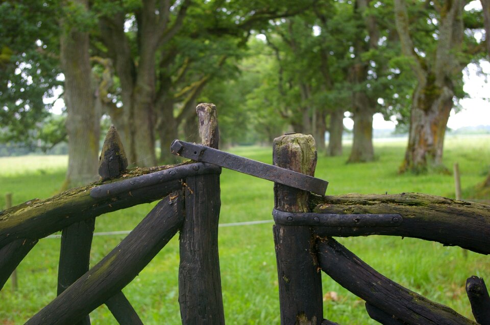 Gates avenue oak trees
