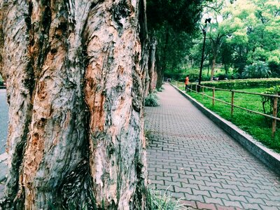 Big trees park views