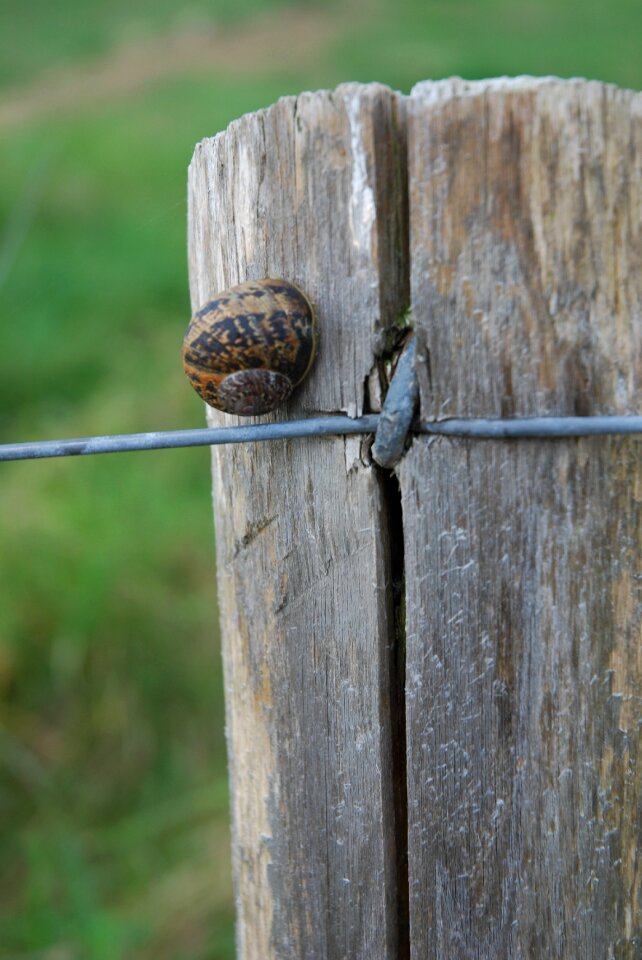 Snail pre post