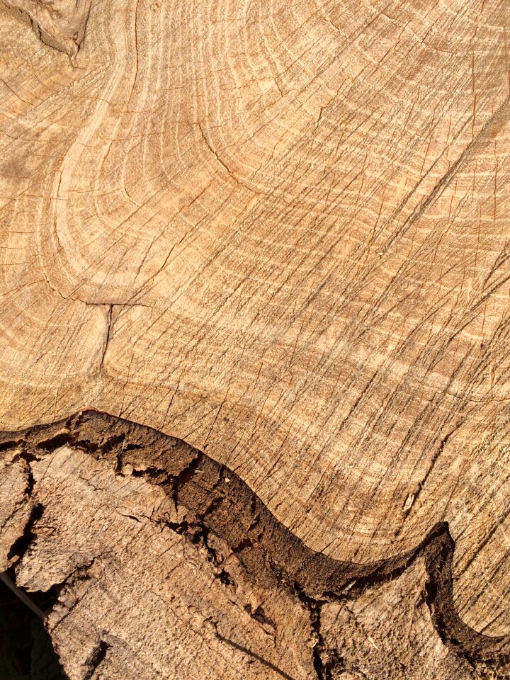 Structure brown wood texture