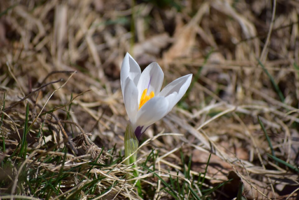 Spring flowers white flora