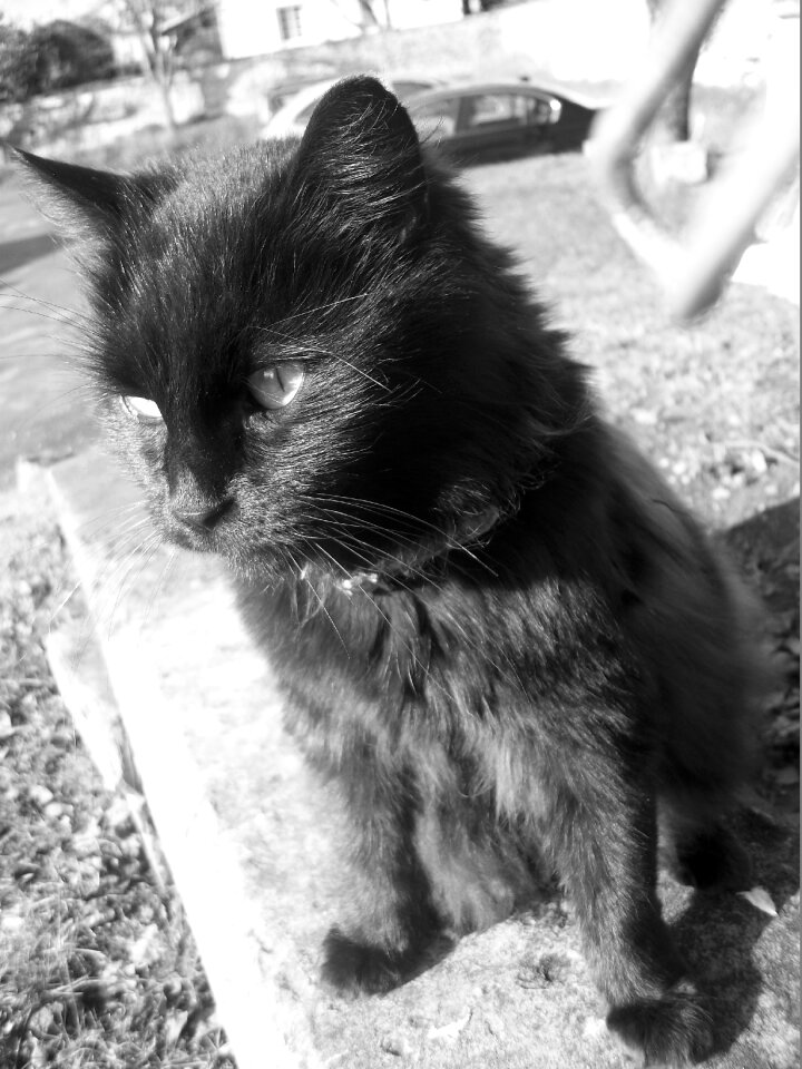 Black and white cat head cat eyes