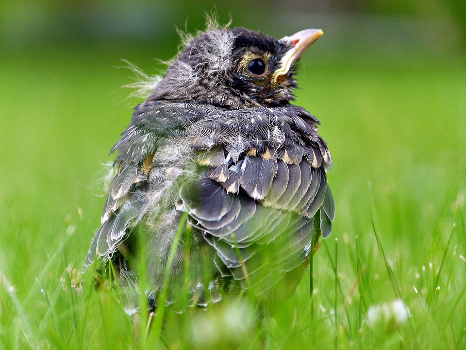Nature wildlife animal