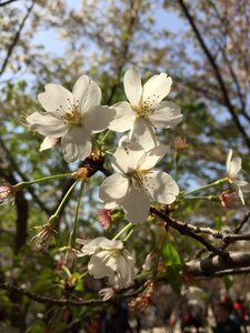 Cherry blossom petal squid