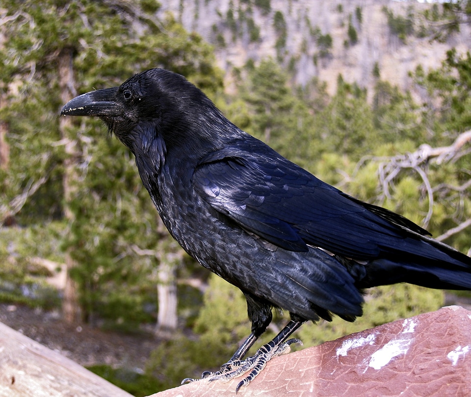 Animal feathered nature