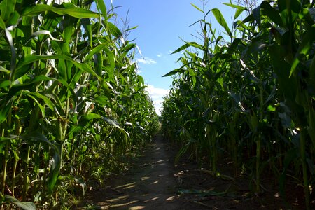 Corn field farming photo