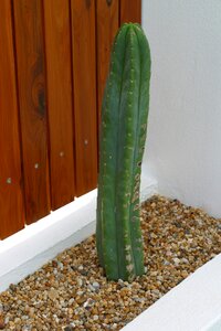 Cactus plants architecture