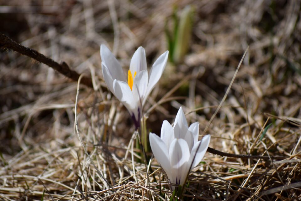 Spring flowers flowers white