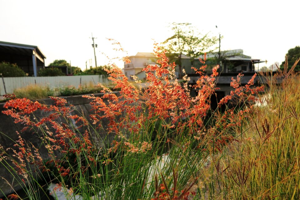 Grass landscape small fresh