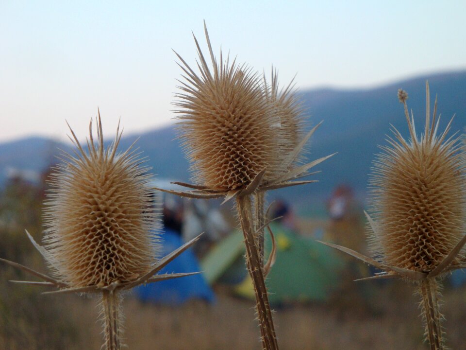 Tents gelendzhik mountains
