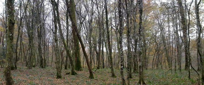 Forest trees undergrowth