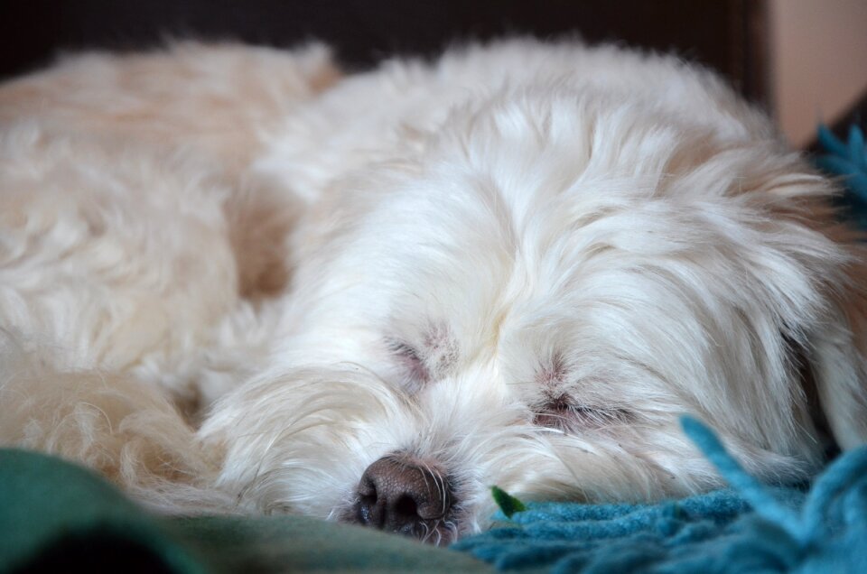 Pet tired gray sleep