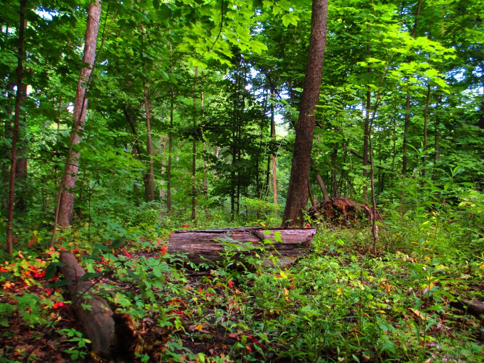 Vibrant green outdoor