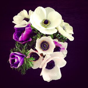 Petals flowering spring