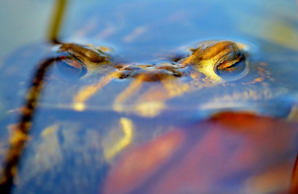 Toad golden eyes head
