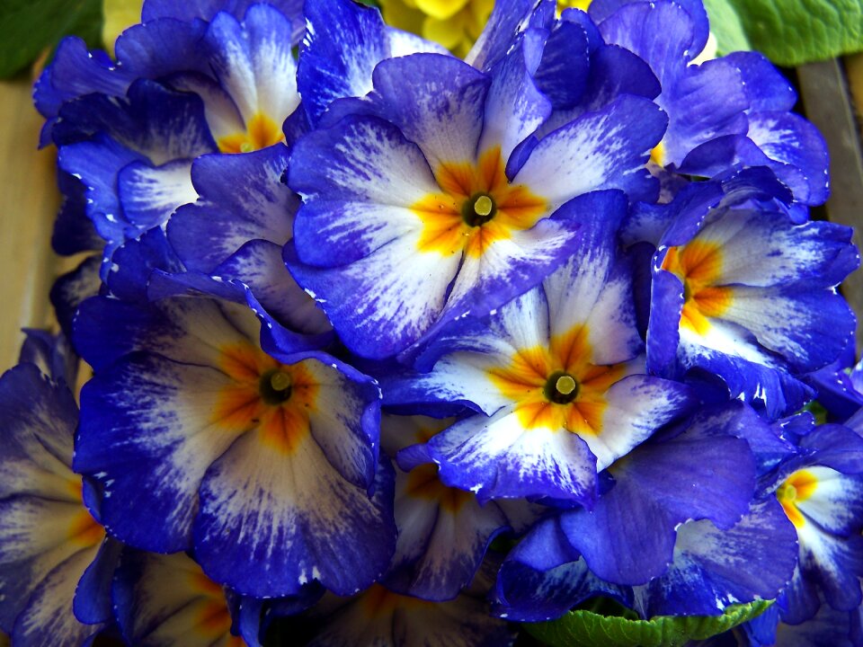 Spring flowers blue primrose