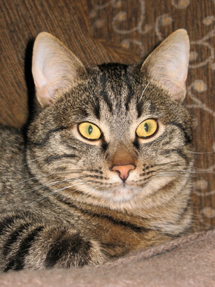 Cat eyes views view