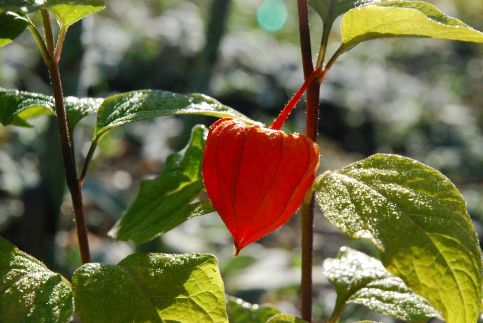 Orange summer garden