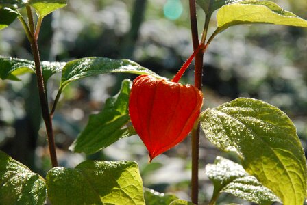 Orange summer garden