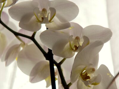 Blossom bloom flower
