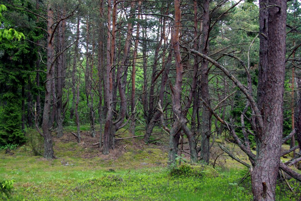 Natural estonia