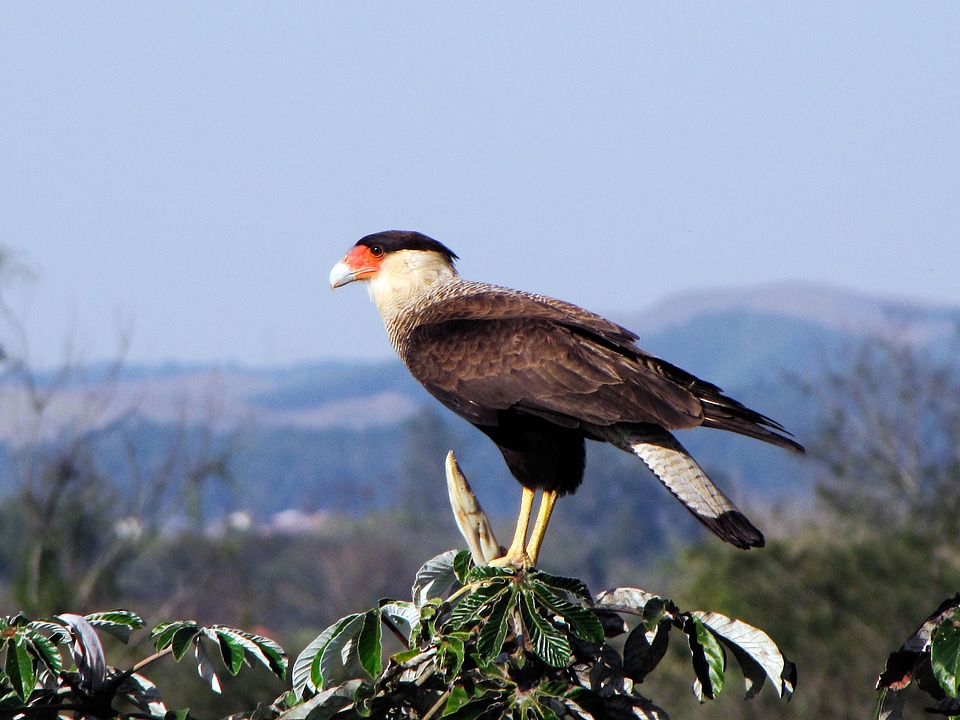 Crested perched treetop