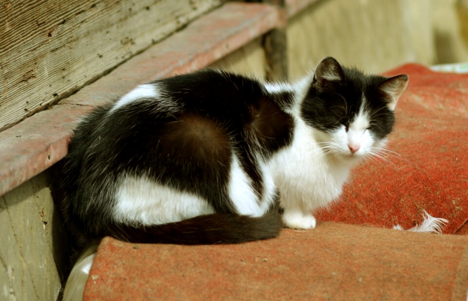 Animal tomcat charming