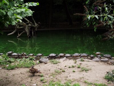 Turtle zoo water
