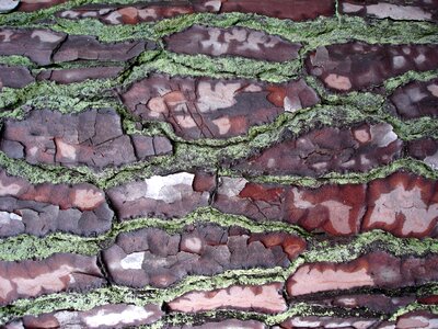 Foam nature wood bark