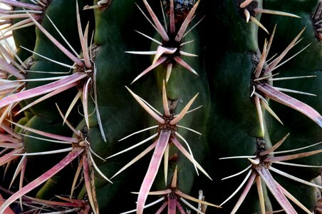 Spain plant thorns