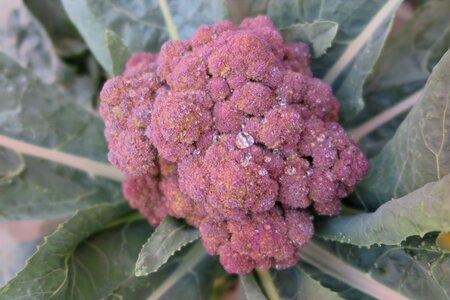 Purple broccoli small fresh