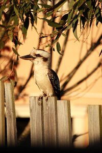 Bird nature gum tree photo