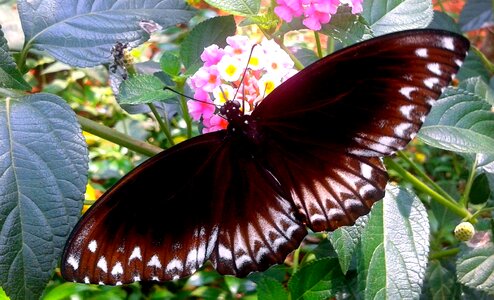 Butterfly flower photo