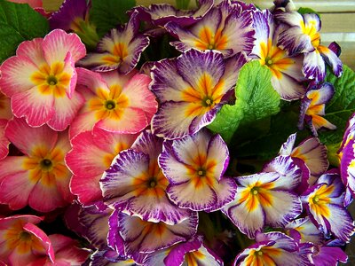 Spring flowers motley primrose