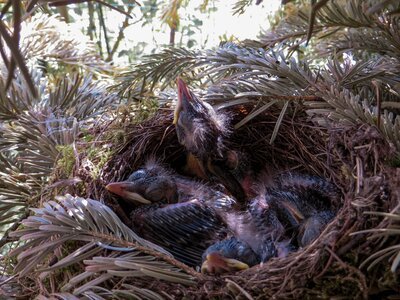 Bird's nest blackbird nest bird