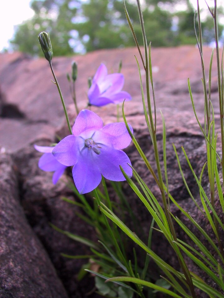 Minnesota green nature