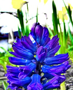 Spring flowers blue hyacinth